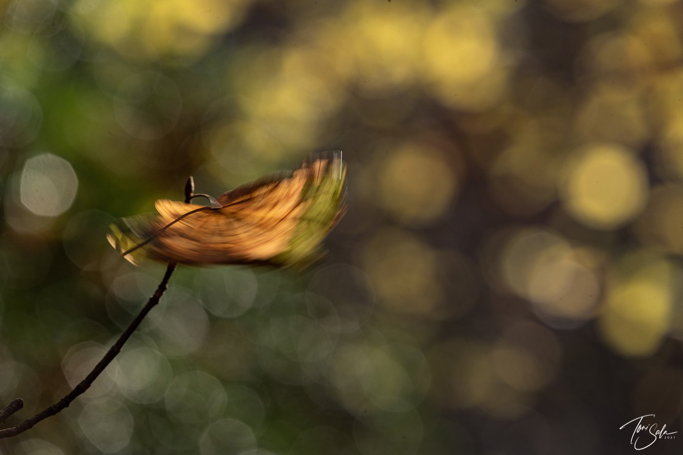 35ADEAAD C675-4B6C-A108-AB1AE024FBE3