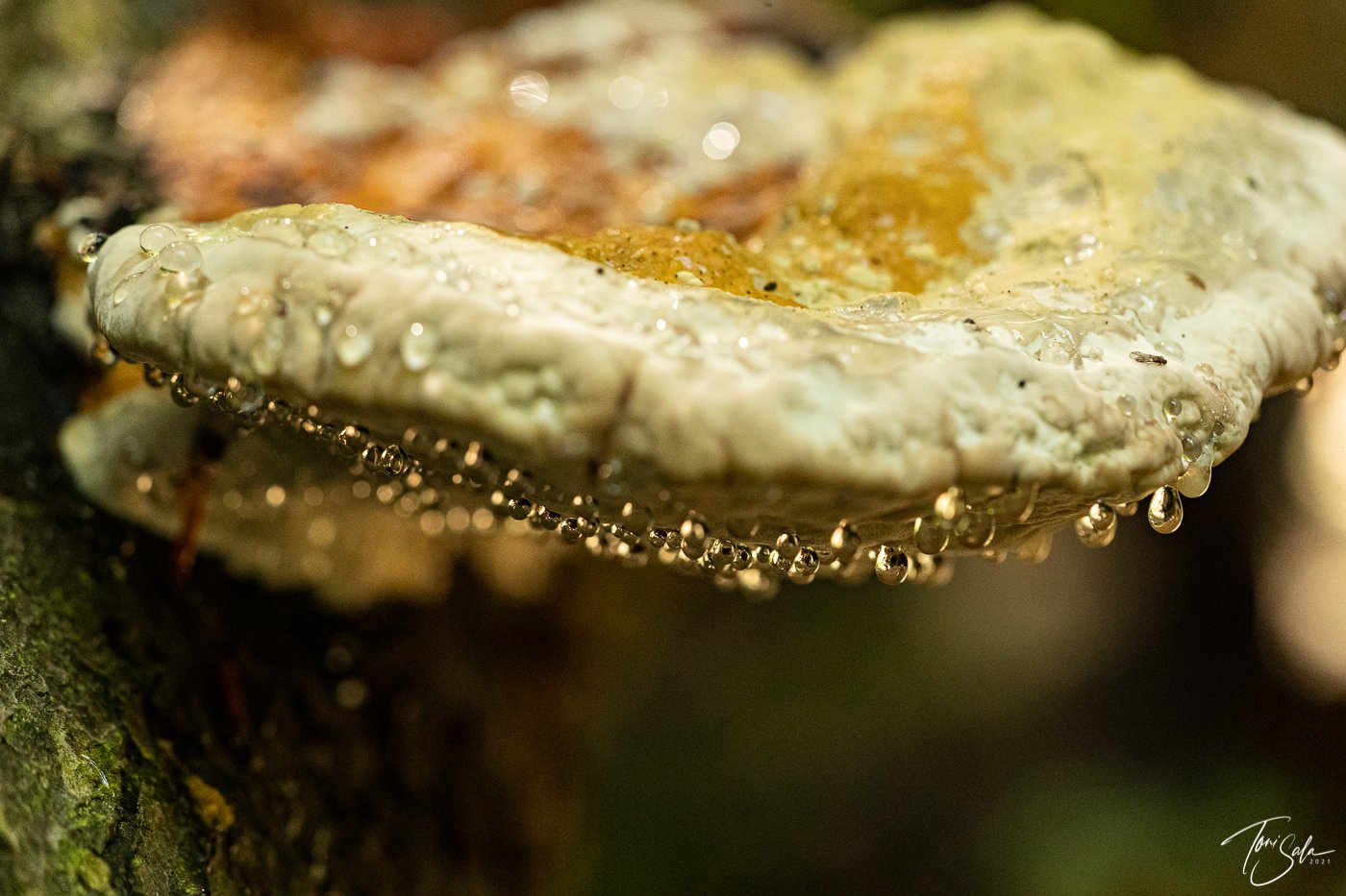 35ADEAAD C675-4B6C-A108-AB1AE024FBE3