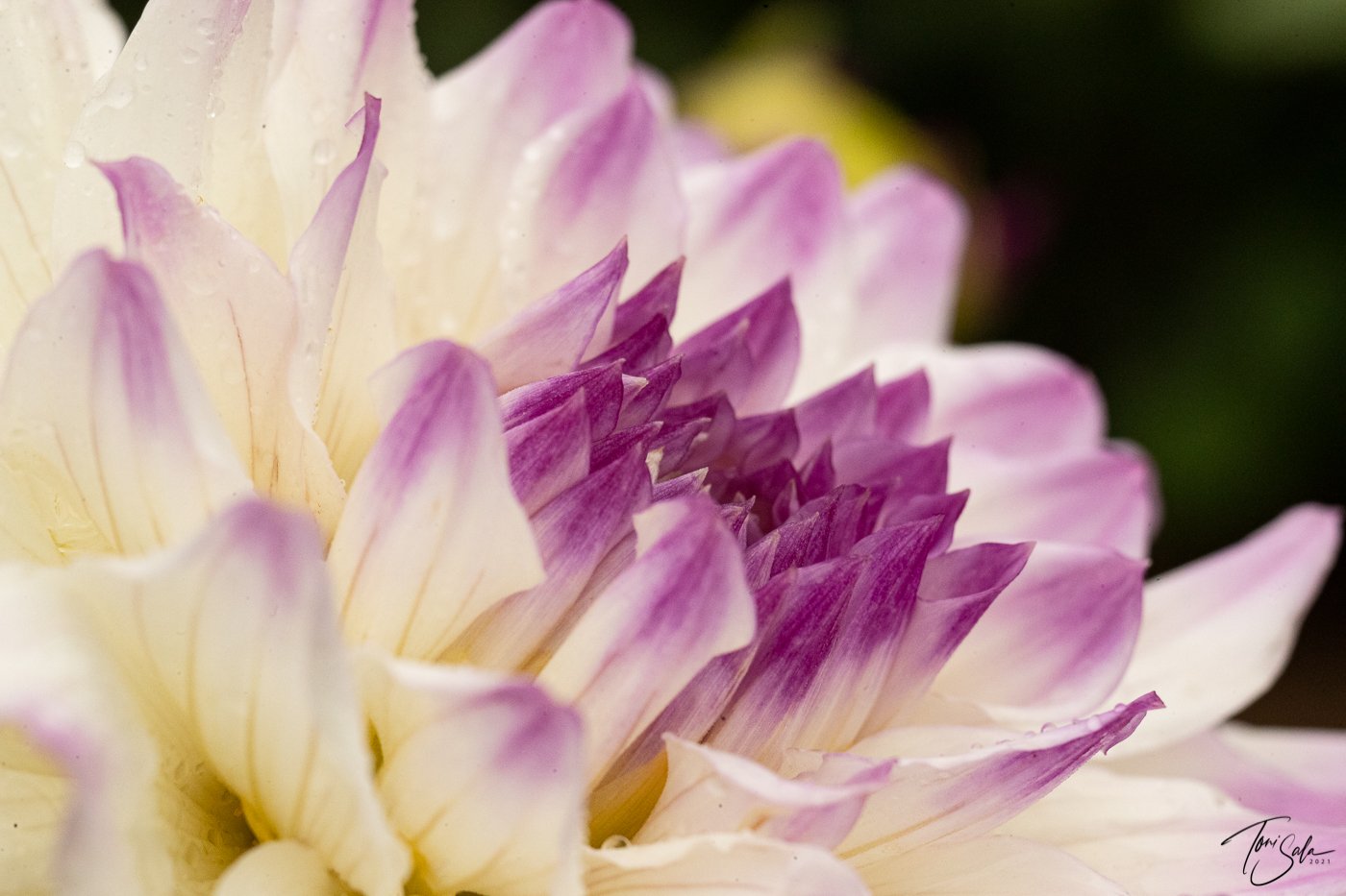 35ADEAAD C675-4B6C-A108-AB1AE024FBE3