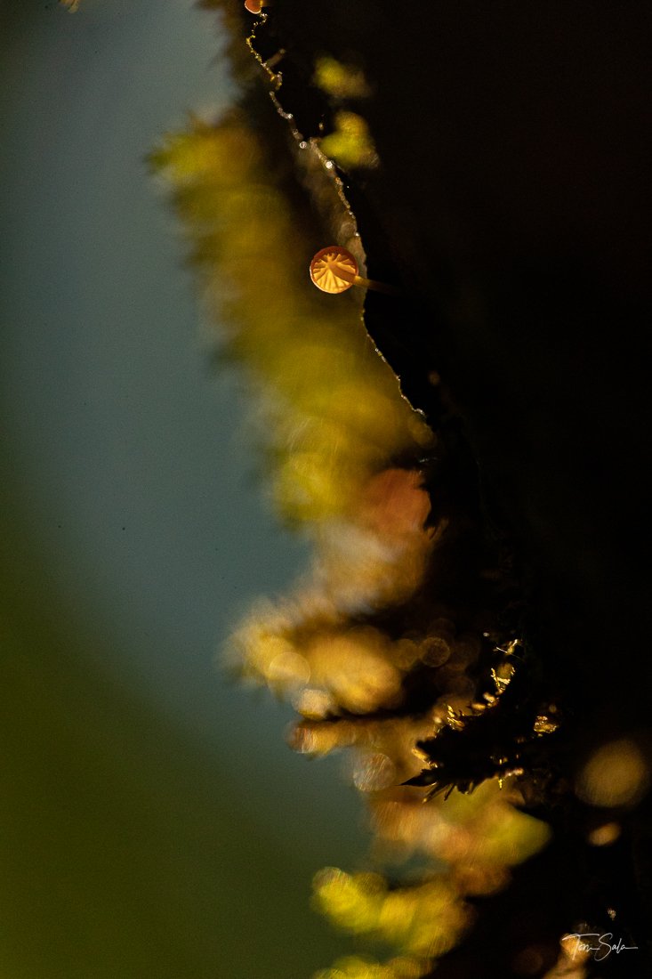 35ADEAAD C675-4B6C-A108-AB1AE024FBE3