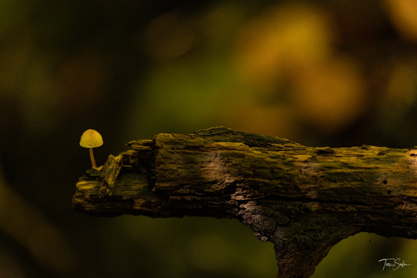 35ADEAAD C675-4B6C-A108-AB1AE024FBE3