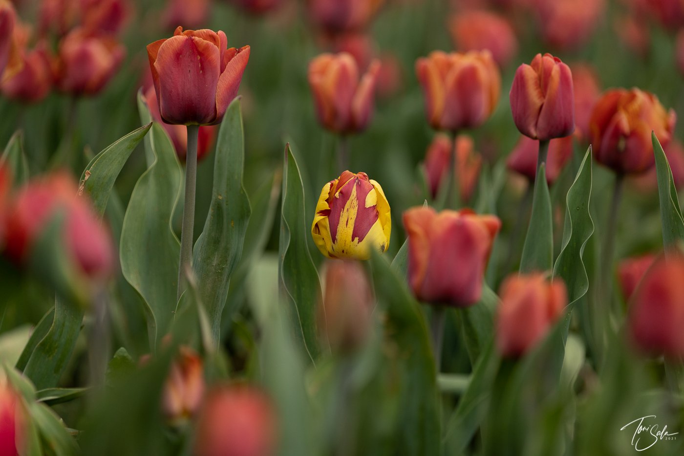 928F2AA6 00B3-4695-8258-542CA3304312