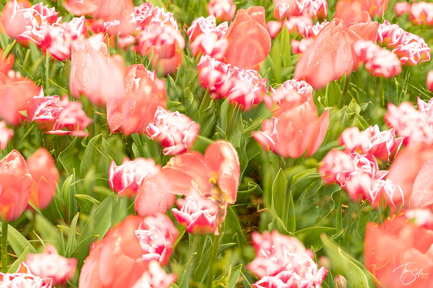 35ADEAAD C675-4B6C-A108-AB1AE024FBE3