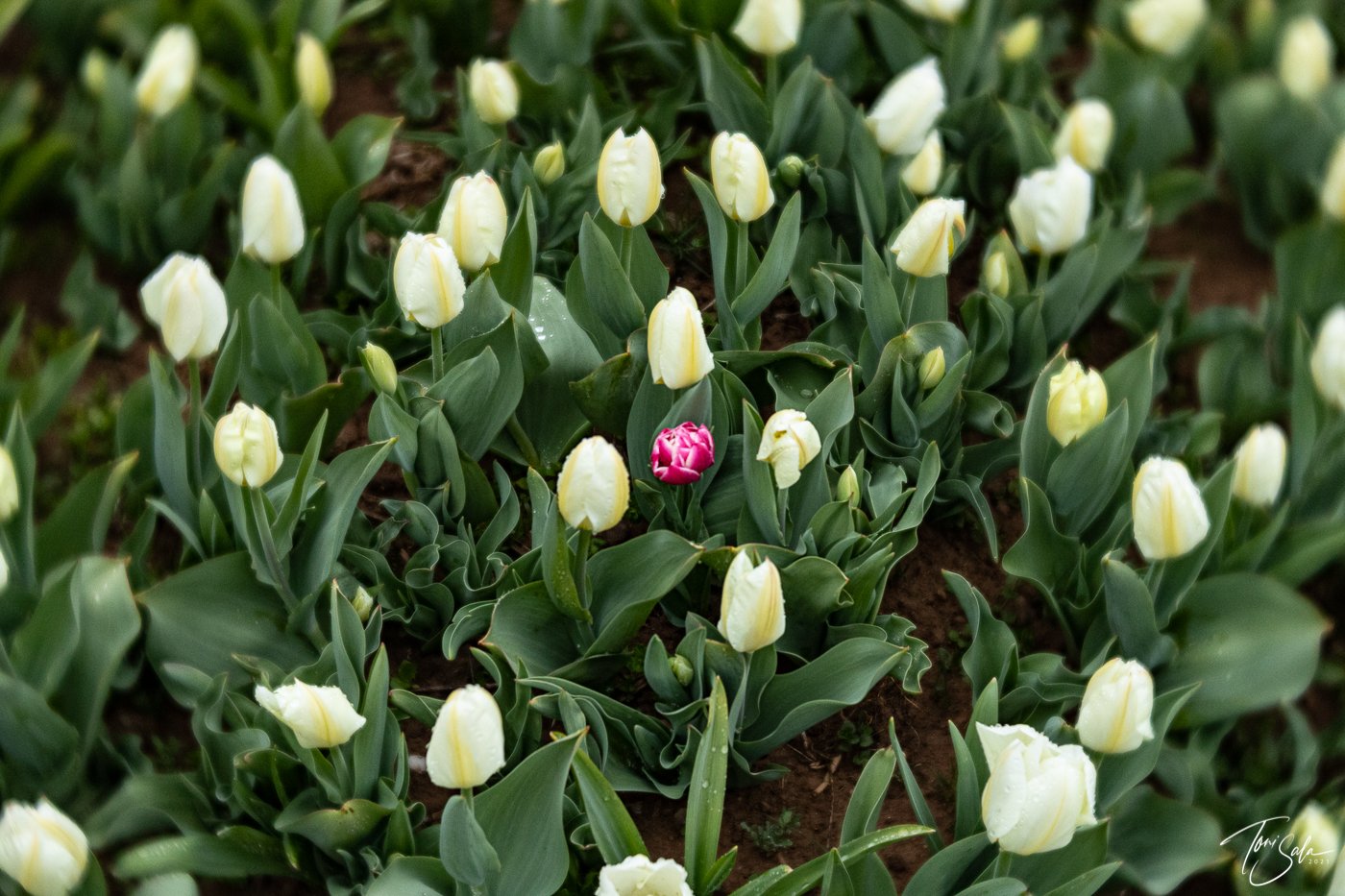 35ADEAAD C675-4B6C-A108-AB1AE024FBE3