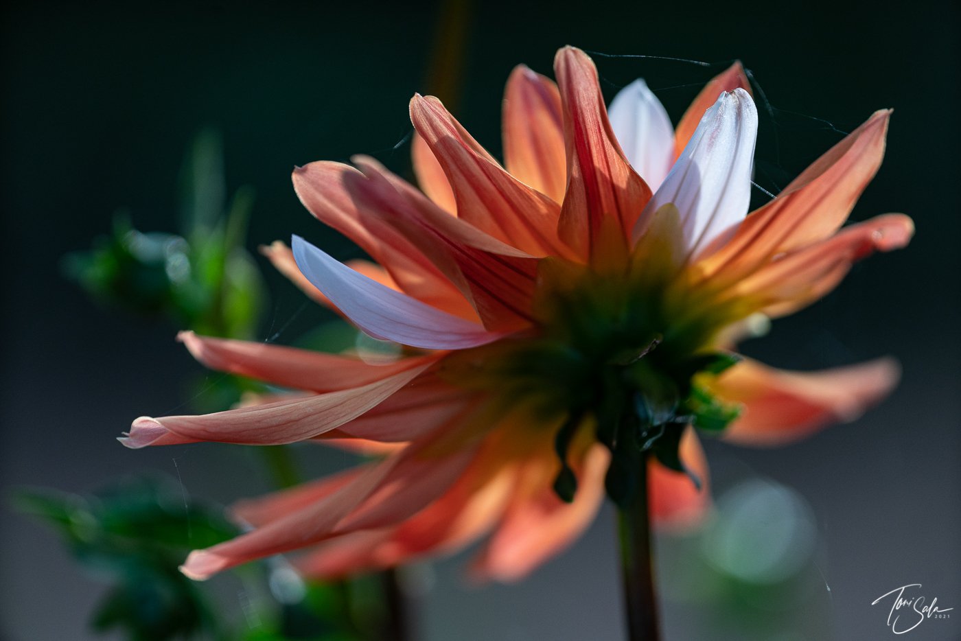 35ADEAAD C675-4B6C-A108-AB1AE024FBE3