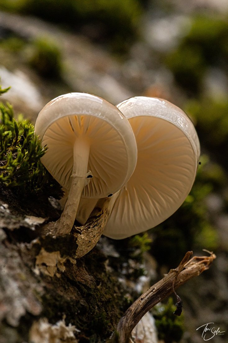 35ADEAAD C675-4B6C-A108-AB1AE024FBE3